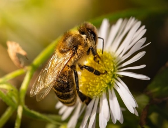 خدمات المزارع والغابات